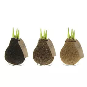 Hippeastrum Naturalz® Corkz Mix