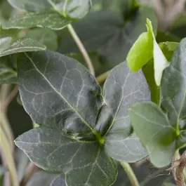 Hedera helix