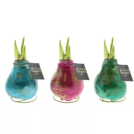 Hippeastrum Univerz® Saturnus Mix