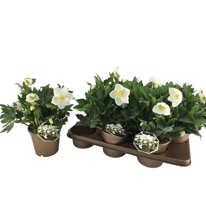 Helleborus Gold Collection