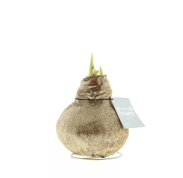 Amaryllis Waxz Glitterz®