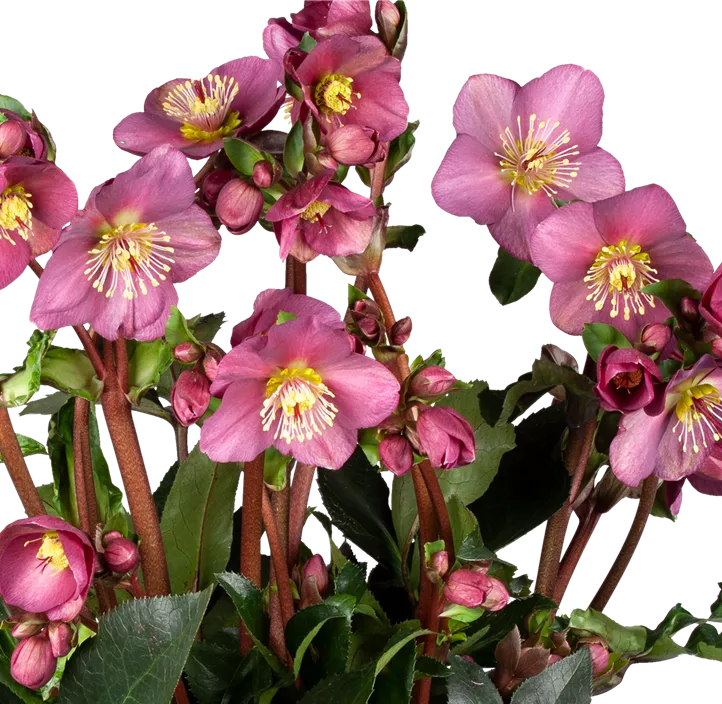 Christrose 'HGC® Ice N´Roses® Pink'