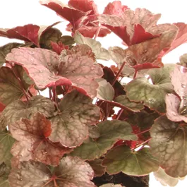 Heuchera Pinky Panky