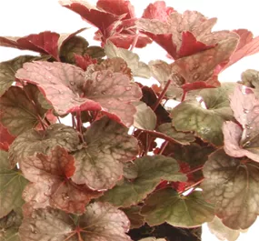 Heuchera Pinky Panky