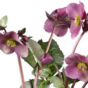 Helleborus Ice N Roses Red