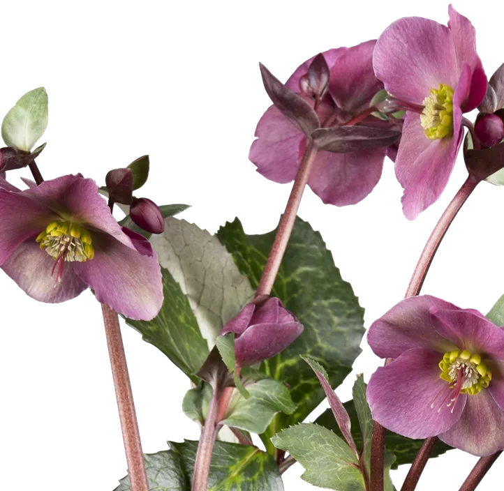 Christrose 'HGC® Ice N´Roses® Red'