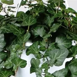 Hedera helix Ampel