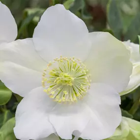 Helleborus niger