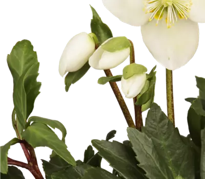 Helleborus Niger Christmas Carol