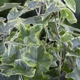 Hedera helix Balkon
