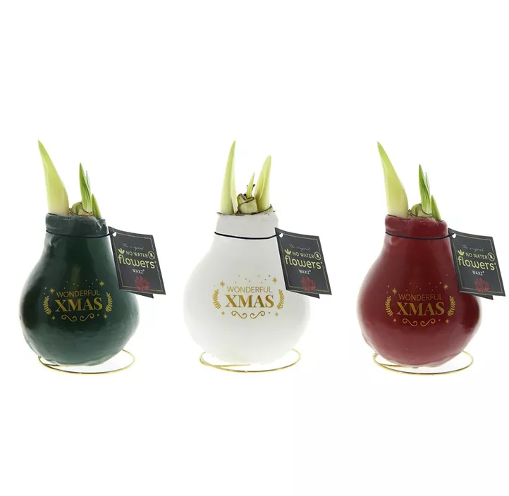 Gewachster Ritterstern