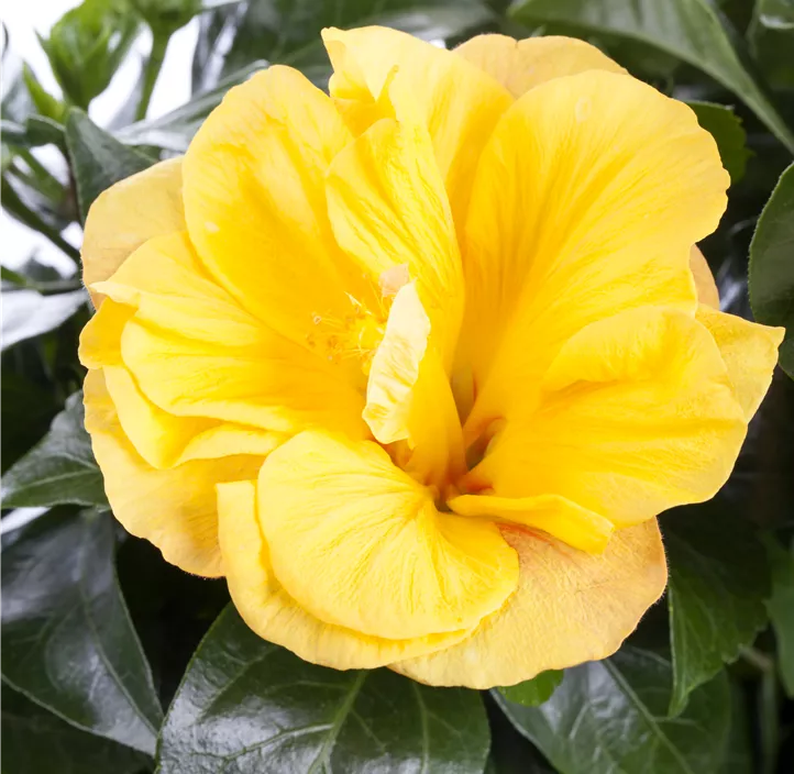 Chinesischer Roseneibisch