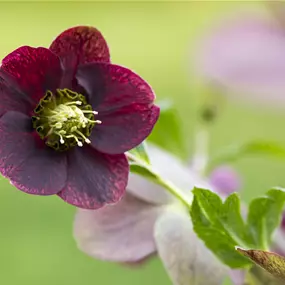 Helleborus orientalis blühend Mix