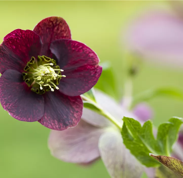 Schneerosen Mix, 14cm Topf