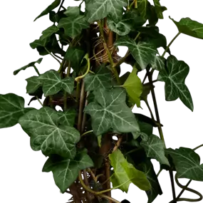 Hedera hibernica