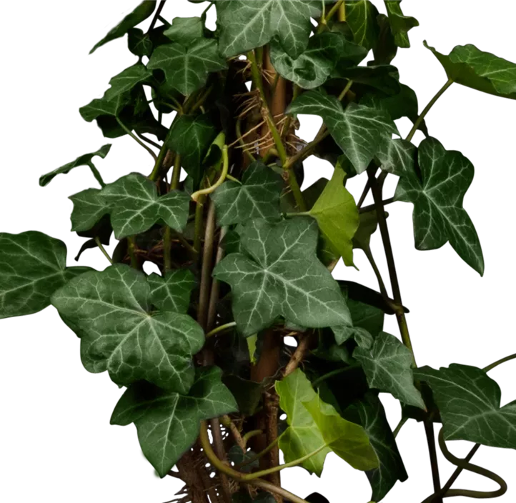 Großblättriger Irischer Efeu