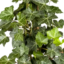 Hedera hibernica
