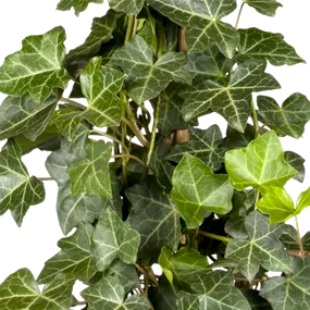 Hedera hibernica