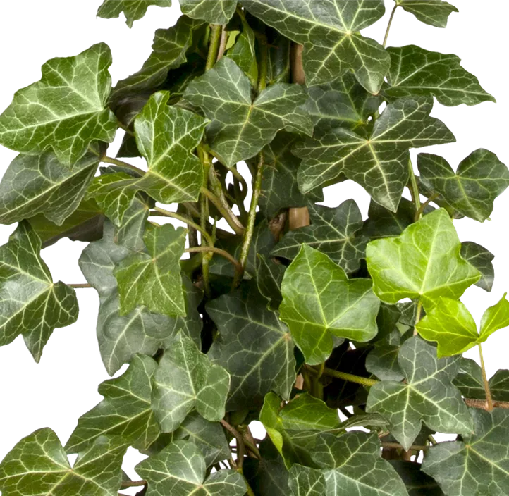 Großblättriger Irischer Efeu