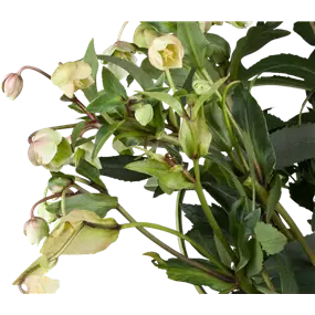 Helleborus Winter Ballet
