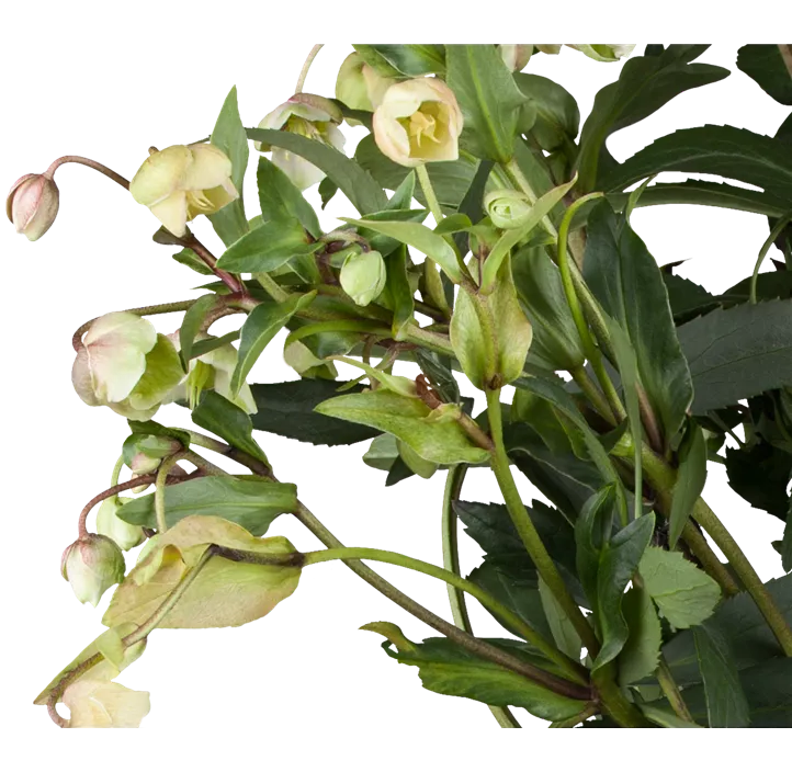 Schneerose 'Winter Ballet'