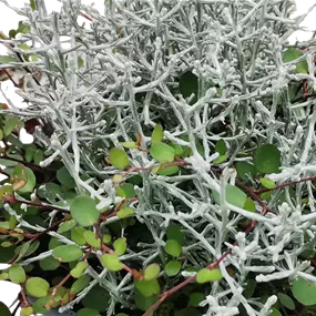 Herbstkombination Duo