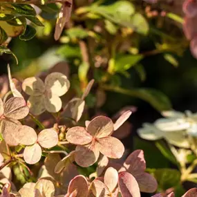 Hydrangea paniculata Switch