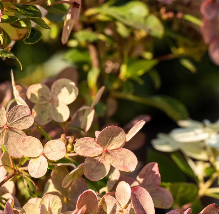 Rispenhortensie '(S)witch'®