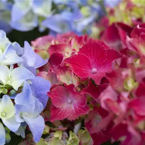 Hydrangea macrophylla