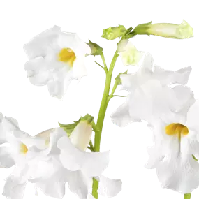 Incarvillea delavayi Snowtop