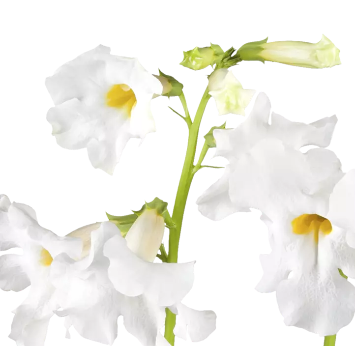 Staudengloxinie 'Snowtop'