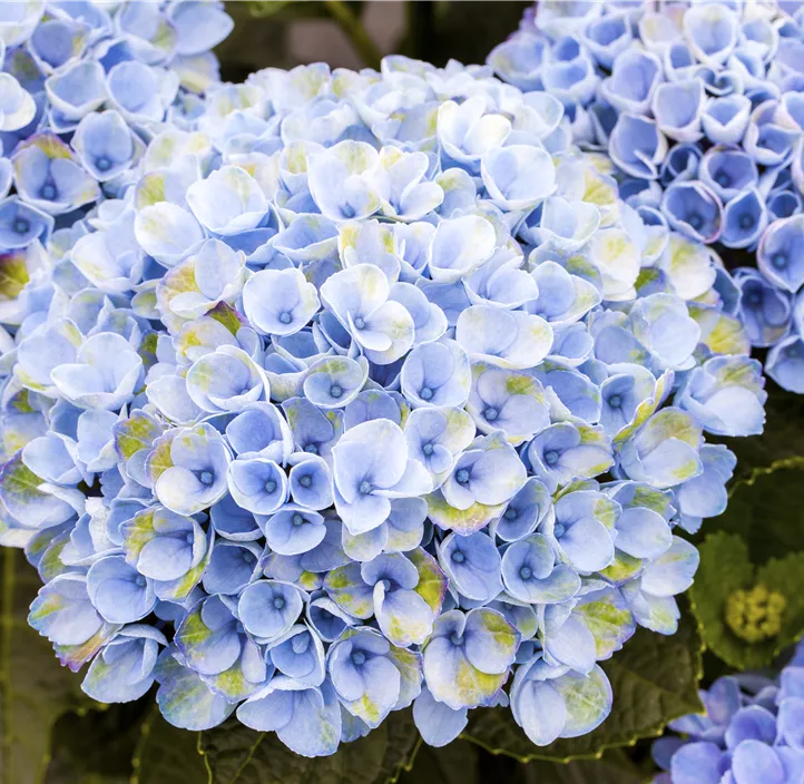Gartenhortensie 'Magical Revolution'®