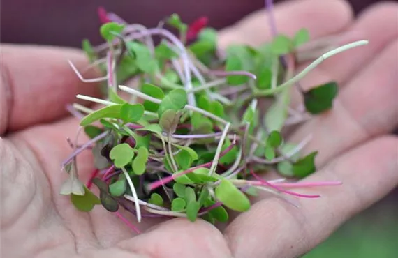 Bild für LP Microgreens 1.jpg