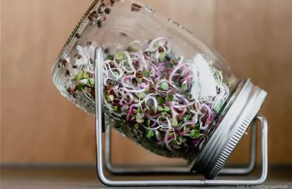 Bild für LP Microgreens - Sprossenglas.jpg