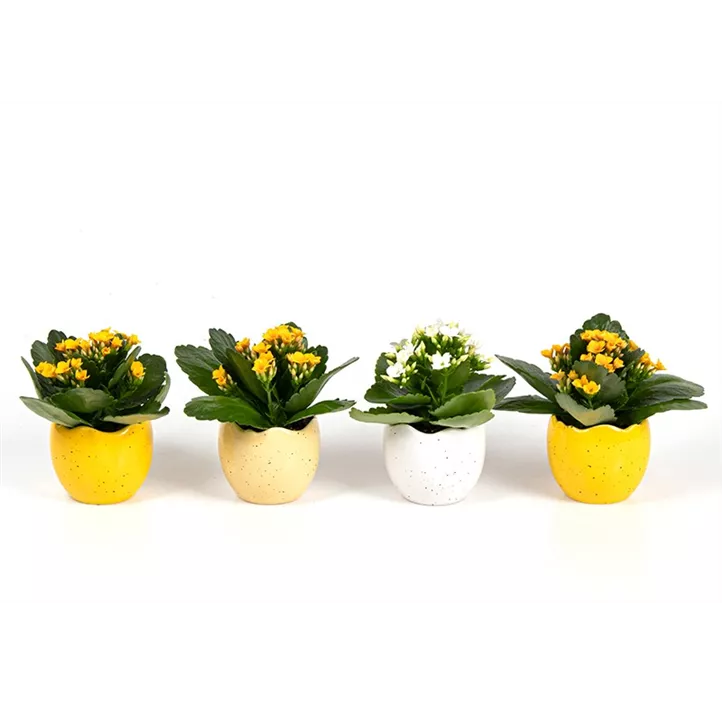 Flammendes Käthchen im Ei