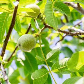Juglans regia Weinsberg 2