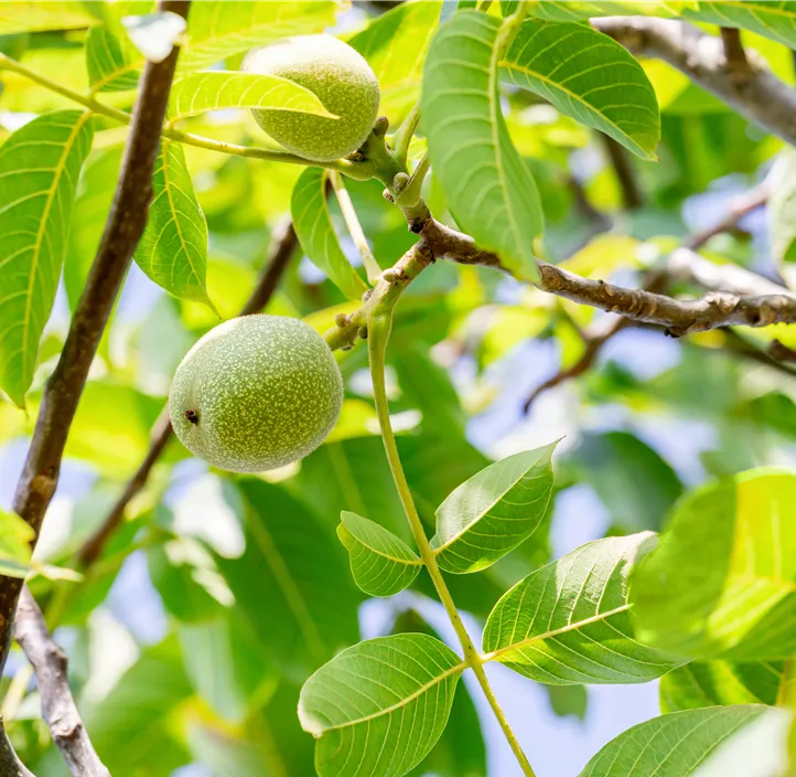 Walnuss 'Weinsberg 2'