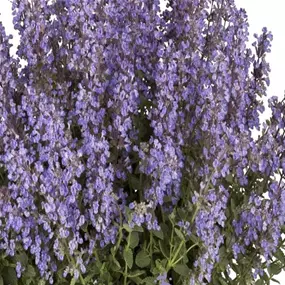 Katzenminze im Dekotopf