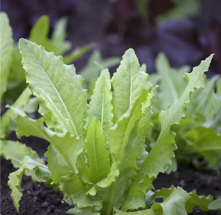 Pflücksalat im kompostierbarem Topf