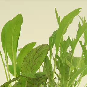 Lactuca sativa Asiasalate Mix - Wintervitamine