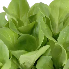 Lactuca sativa Günstiger Garten