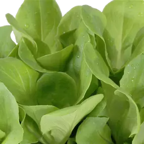 Lactuca sativa Günstiger Garten