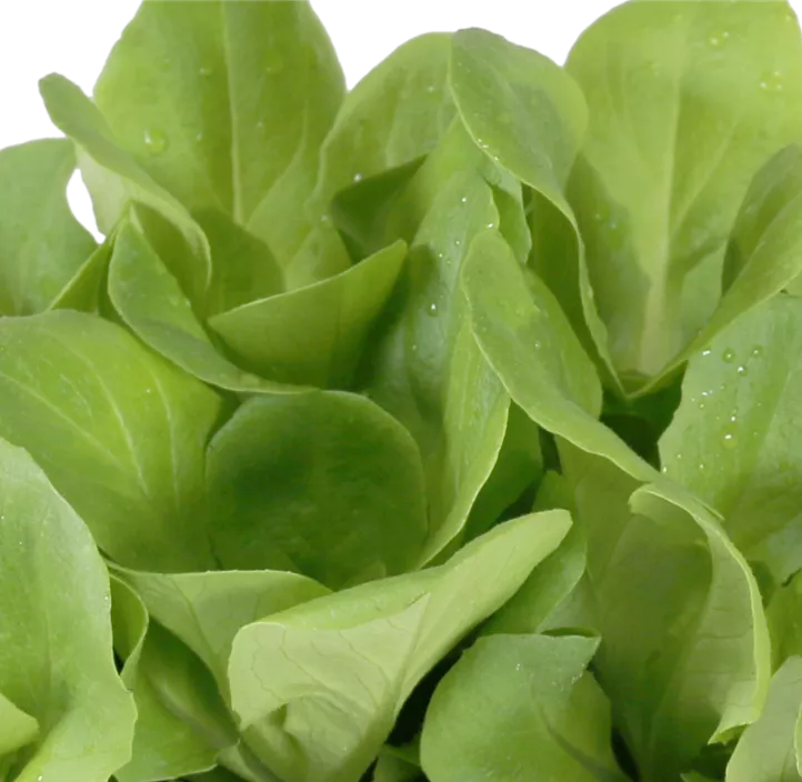 Gartensalat