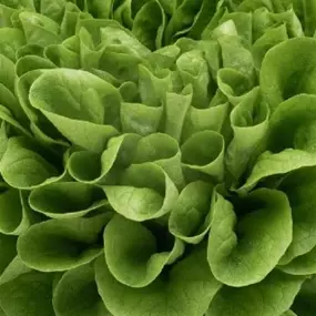 Lactuca sativa Salanova grün