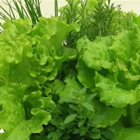 Lactuca sativa Trio Salate - Wintervitamine
