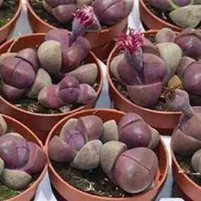Lithops 'Rubra'