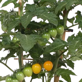 Lycopersicon esc. Candytom Yellow