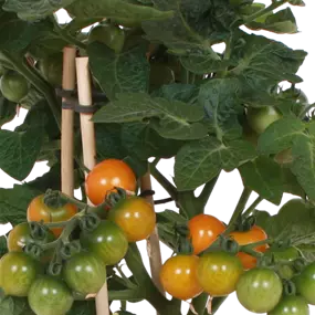 Lycopersicon esc. Pick a Tom orange