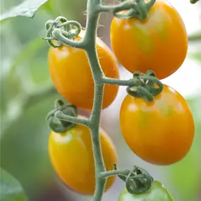 Lycopersicon Ivorno gelb