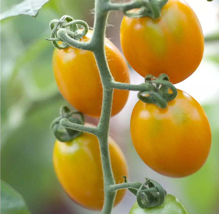 Kirschtomate, gelb